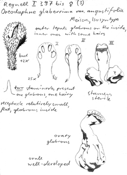 Vorschaubild Oreodaphne glaberrima var. angustifolia Meisn.